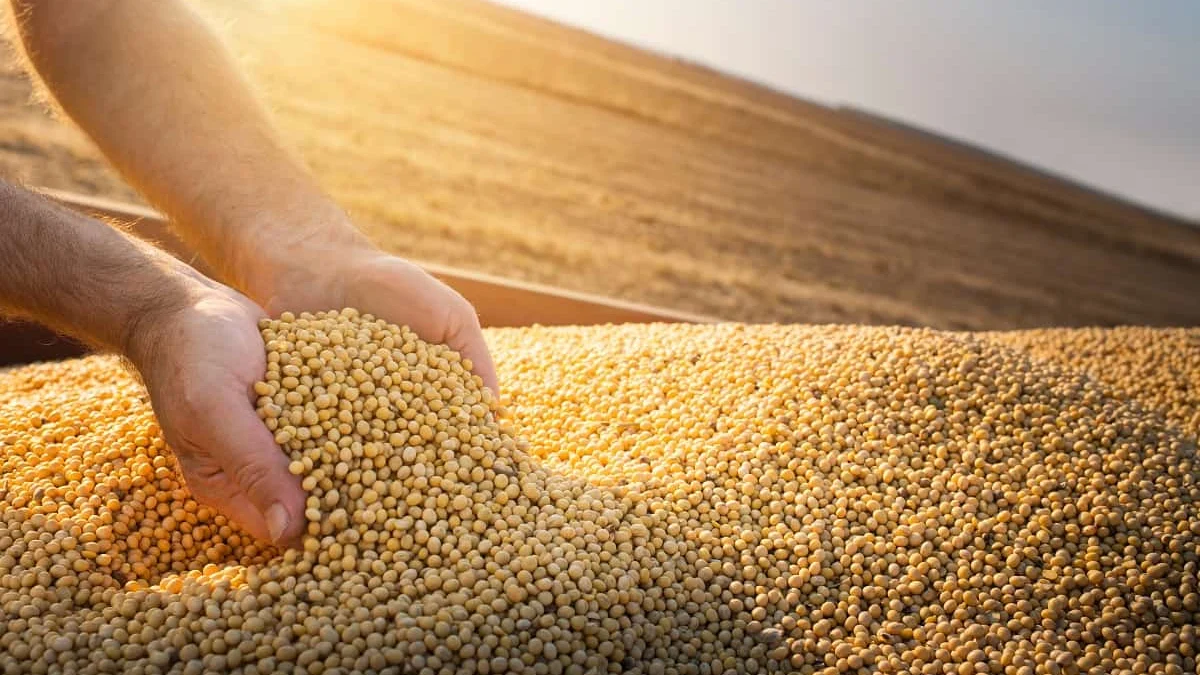 A safra mineira de grãos para o ciclo 2023/2024 poderá chegar a uma produção de 13,69 milhões de toneladas, numa área cultivada de 3,25