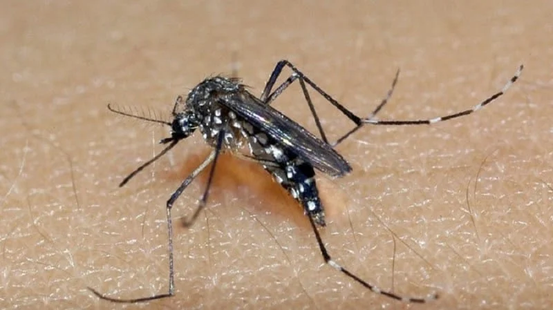 Os dados do primeiro LIRAa (Levantamentos Rápido do Índice de Infestação por Aedes aegypti) de 2024, apresentaram um aumento de 203%