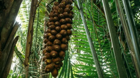 Quebradeiras de babaçu melhoram produção, mas convivem com ameaças 7 Quebradeiras de babaçu melhoram produção, mas convivem com ameaças