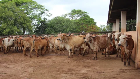 Cochos automatizados vão ajudar nas pesquisas da Epamig em bovinocultura 5 Cochos automatizados vão ajudar nas pesquisas da Epamig em bovinocultura
