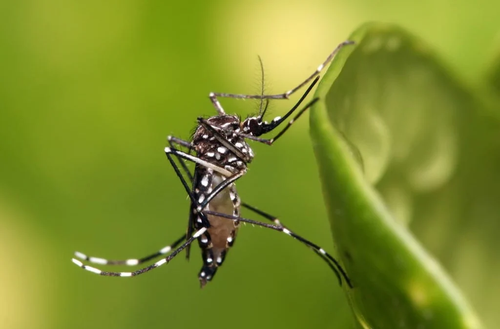 Agentes de endemias vistoriam imóveis para o 1º LIRAa de Valadares em 2024 1 O combate às arboviroses (Dengue, Zika e Chikungunya) não para em Valadares