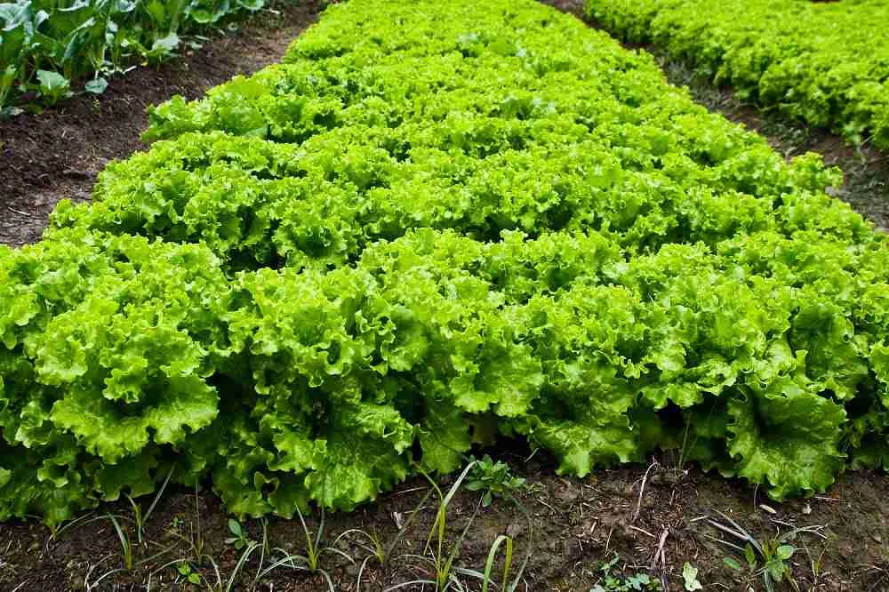 Os itens a serem repassados a essas famílias são verduras e legumes em geral, pães, bolos e rosquinhas