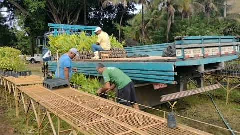 Minas avança em ações de gestão florestal, conservação e restauração ambiental em 2023 4 Minas avança em ações de gestão florestal, conservação e restauração ambiental em 2023