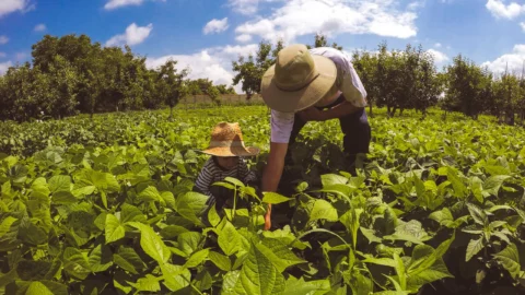Agricultores familiares mineiros têm isenção de ICMS para fornecimento de merenda escolar 5 Agricultores familiares mineiros têm isenção de ICMS para fornecimento de merenda escolar