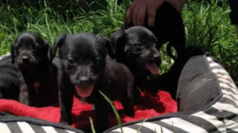 Programas do Governo de Minas melhoram a relação das cidades mineiras com cães e gatos