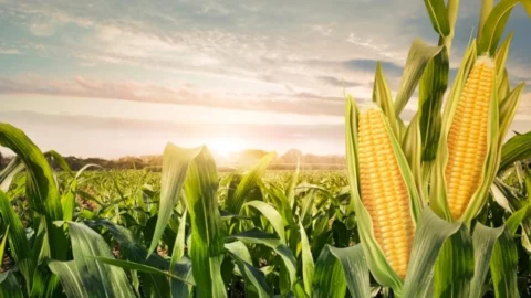 Venda em Balcão de milho auxilia cerca de 8 mil pequenos criadores em todo o Brasil 3 Venda em Balcão de milho auxilia cerca de 8 mil pequenos criadores em todo o Brasil