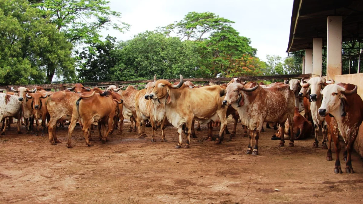 A Empresa de Pesquisa Agropecuária de Minas Gerais (Epamig), que completa 50 anos em 2024, é referência nacional em pesquisas com bovinos