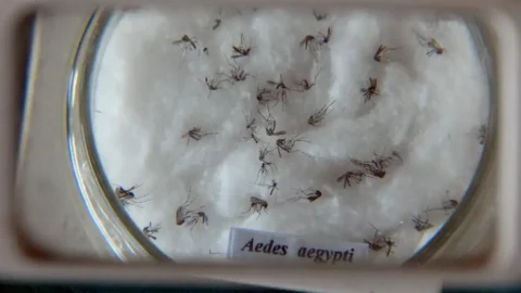 Rio alerta para a importância da prevenção à dengue no verão 2 Rio alerta para a importância da prevenção à dengue no verão