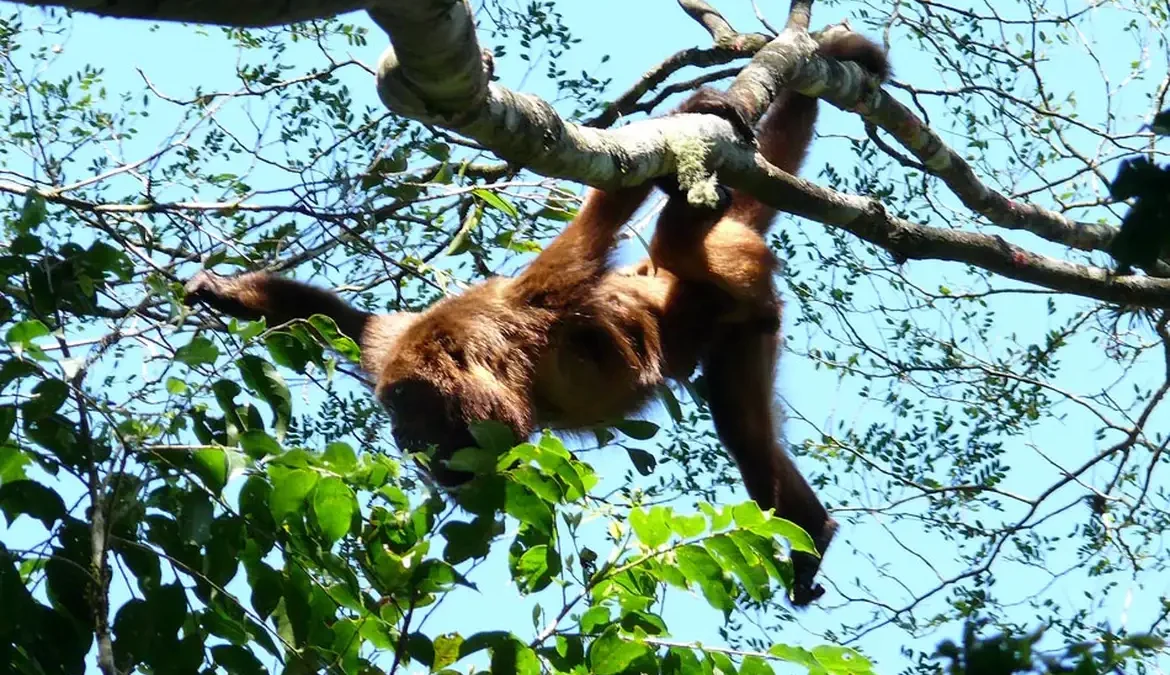 Um grupo de sete bugios-ruivos (Alouatta guariba) foi solto nessa terça-feira (2) no Parque Nacional da Tijuca, no Rio de Janeiro