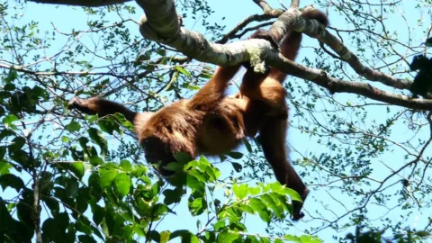 Mais sete macacos bugios são soltos no Parque Nacional da Tijuca 