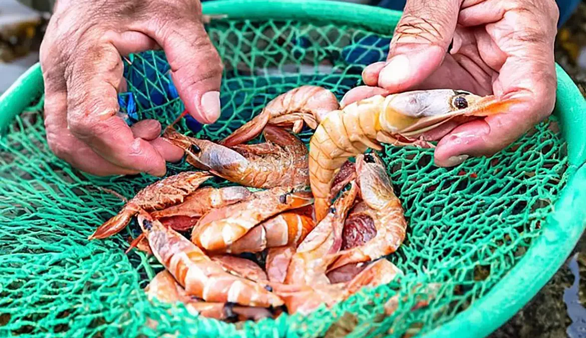 O objetivo é preservar e garantir a sustentabilidade dessas espécies e a manutenção da cadeia produtiva do setor pesqueiro