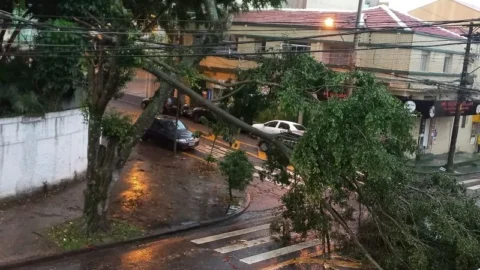 Chuvas em SP provocam alagamentos e queda de árvores