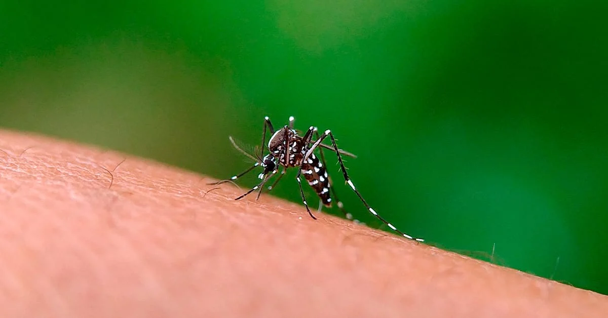 Foi realizada na quinta-feira (18/1), apresentação on-line sobre cenário, impactos e perspectivas das arboviroses (dengue, zika