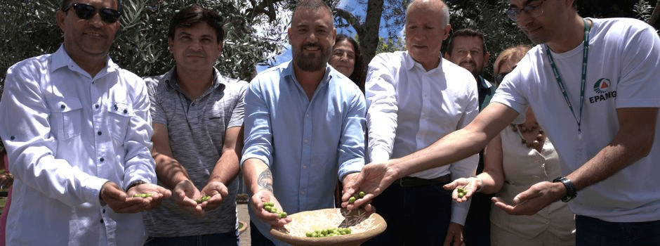 Estado participa da abertura da colheita da azeitona e da produção do azeite extra virgem em Maria da Fé 1 image 126