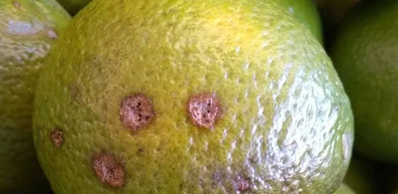 IMA alerta produtores de frutas para praga que afeta plantações de limão, laranja e tangerina 1 De fácil e rápida disseminação, a praga traz prejuízos à qualidade da produção e queda prematura dos frutos