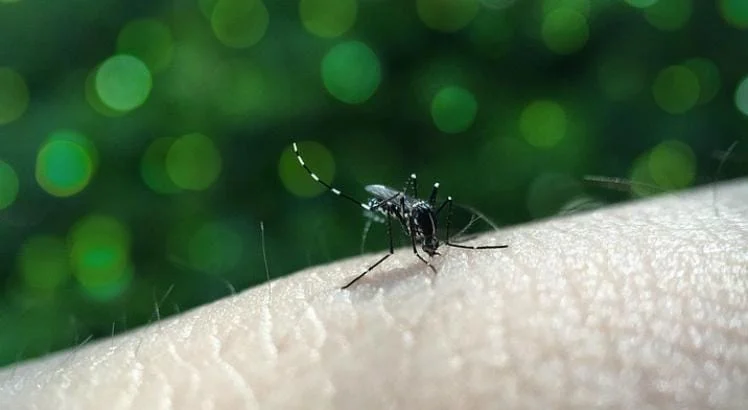 Todo dia é dia de falar sobre arboviroses (dengue, zika e chikungunya) e, principalmente, agir para que o Aedes aegypti – transmissor