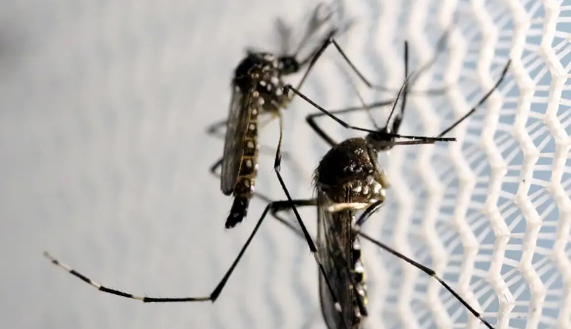 As alterações climáticas provocadas pelo fenômeno conhecido como El Niño contribuem para infestações por Aedes aegypti