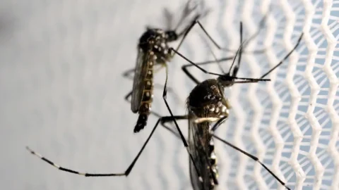 El Niño e altas temperaturas favorecem Aedes, alertam especialistas