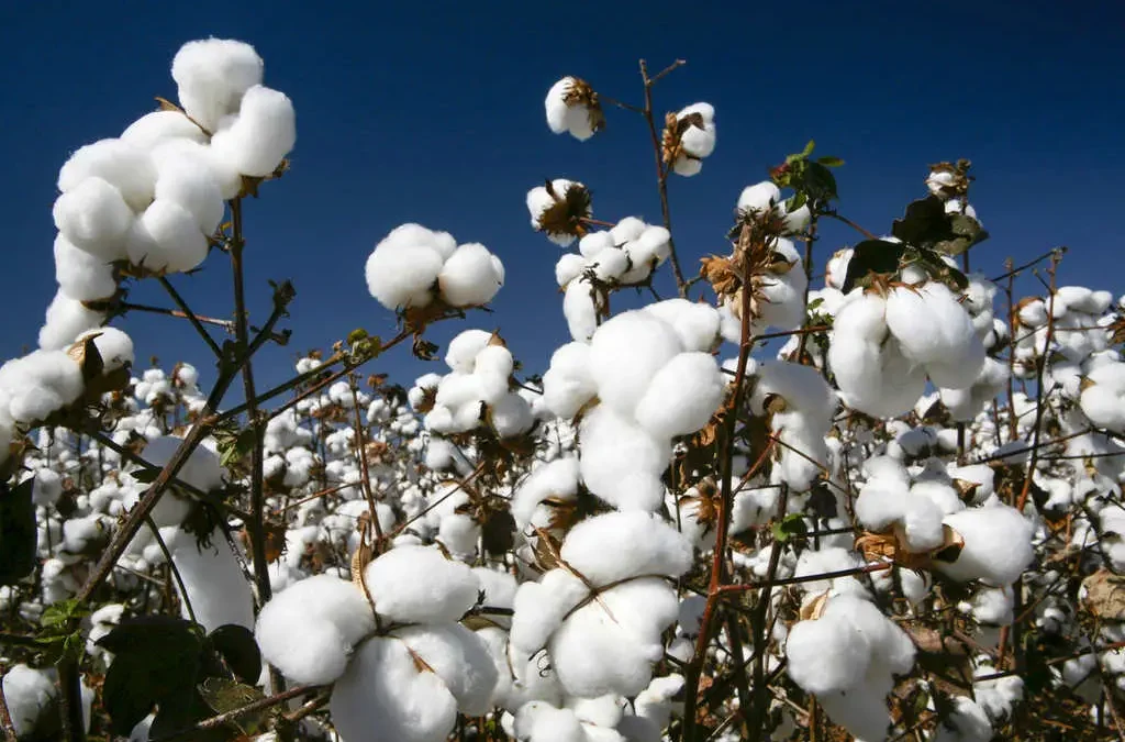 Minas Gerais alcança a maior produtividade algodoeira do país 1 Minas Gerais alcançou em 2023 a maior produtividade de algodão em pluma do país, de acordo com a Associação Brasileira de Produtores