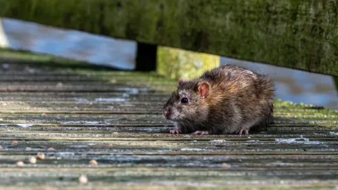 Chegada de chuvas exige maiores cuidados em relação à leptospirose 6 Chegada de chuvas exige maiores cuidados em relação à leptospirose