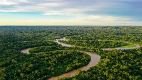 Desmatamento na Amazônia cai pela metade em 2023