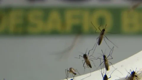 Com epidemia, Rio tem recorde de internações por dengue em janeiro