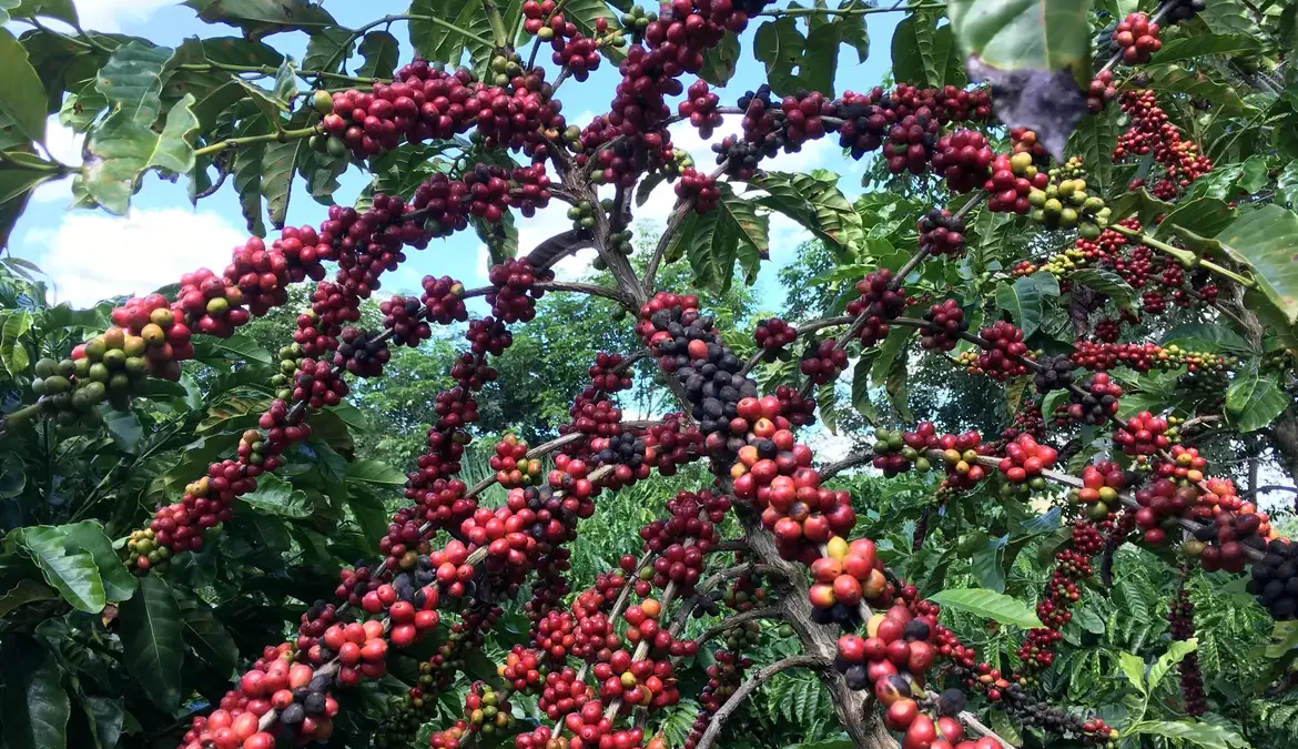 Restauração florestal em cafezais é viável economicamente, diz estudo 1 Uma pesquisa demonstrou a viabilidade econômica da restauração florestal em áreas produtoras de café na Mata Atlântica