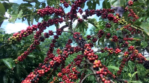 Restauração florestal em cafezais é viável economicamente, diz estudo
