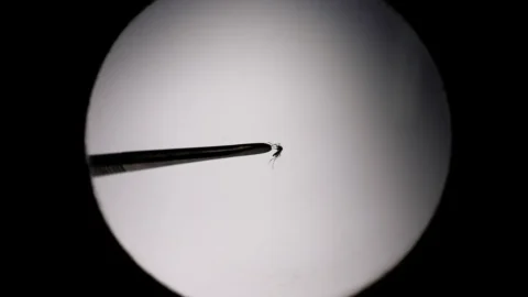 Startup propõe uso de drones para combater mosquito da dengue