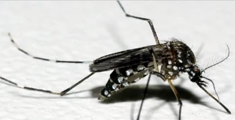 Infectologista do Ipsemg reforça atenção aos sintomas da dengue