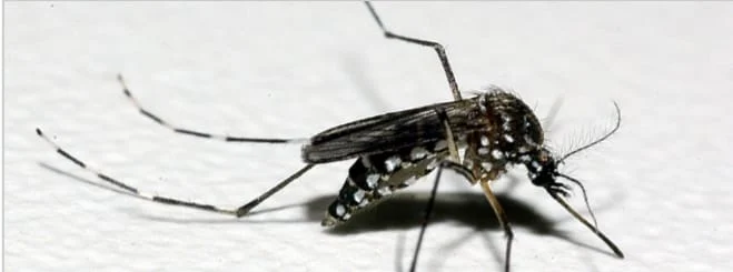 Os números de casos confirmados de dengue em Minas Gerais vêm acendendo um sinal de alerta para os cuidados e medidas de prevenção para