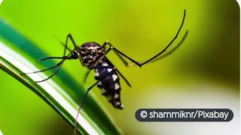 Mudanças climáticas podem ampliar infestação de mosquito Aedes no Rio 2 Mudanças climáticas podem ampliar infestação de mosquito Aedes no Rio