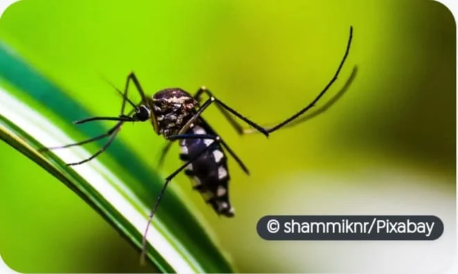 Segundo a pesquisa, um dos principais fatores para o aumento da proliferação do mosquito é a temperatura
