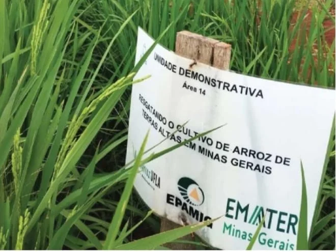 Ruas das lavouras de cafés já estão tomadas pelos pés de arroz. Cereal deve ser colhido ainda neste mês (