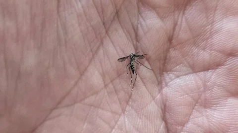 Combate a doenças transmitidas por Aedes Aegypti pauta comissão