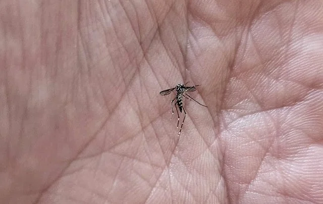 O Aedes Aegypti transmite dengue, chikungunya e zika, doenças sazonais, que têm maior concentração de casos no primeiro semestre do ano