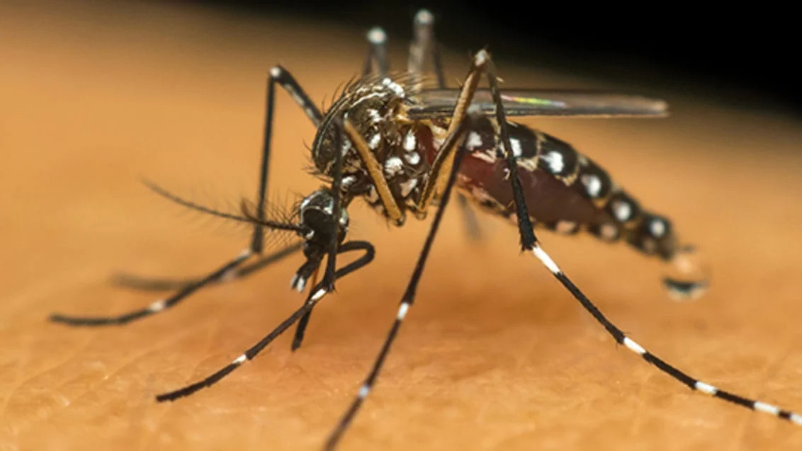 Cidade de São Paulo registra primeira morte por dengue 1 A cidade de São Paulo confirmou nesta quinta-feira (8) a primeira morte por dengue