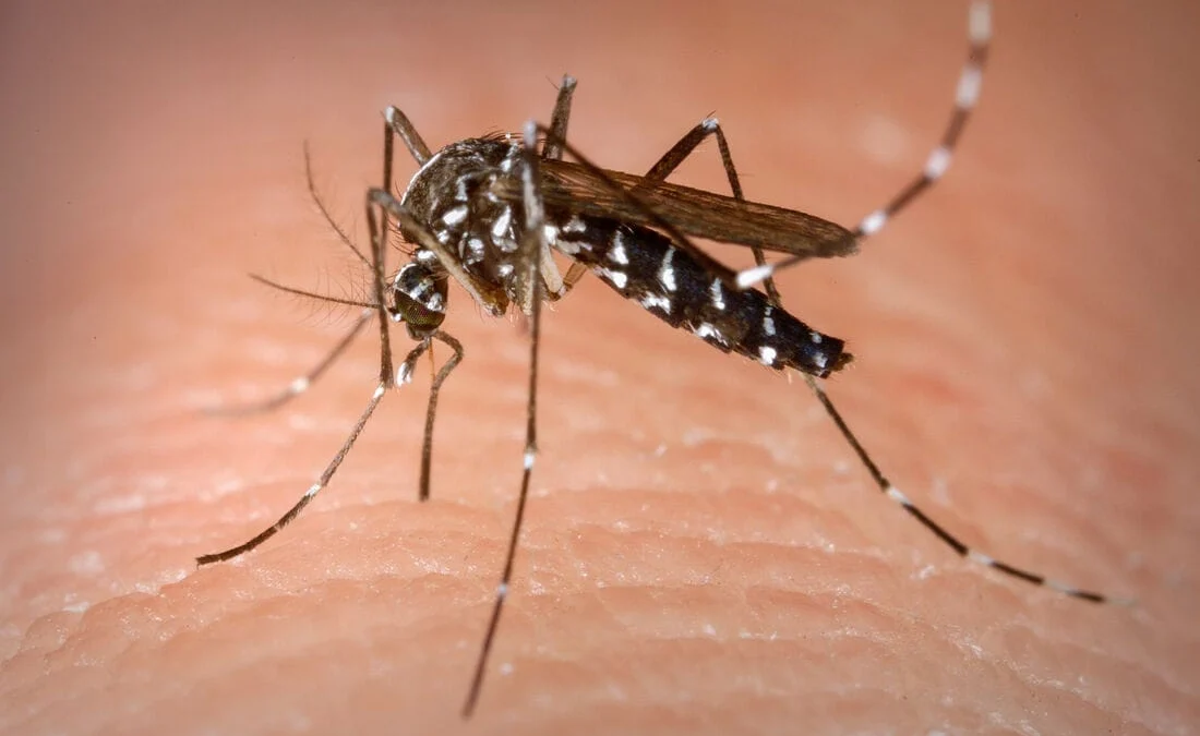 Aliada a essa ação, o Município continua dando sequência ao trabalho de prevenção contra o mosquito Aedes aegypti, transmissor da dengue