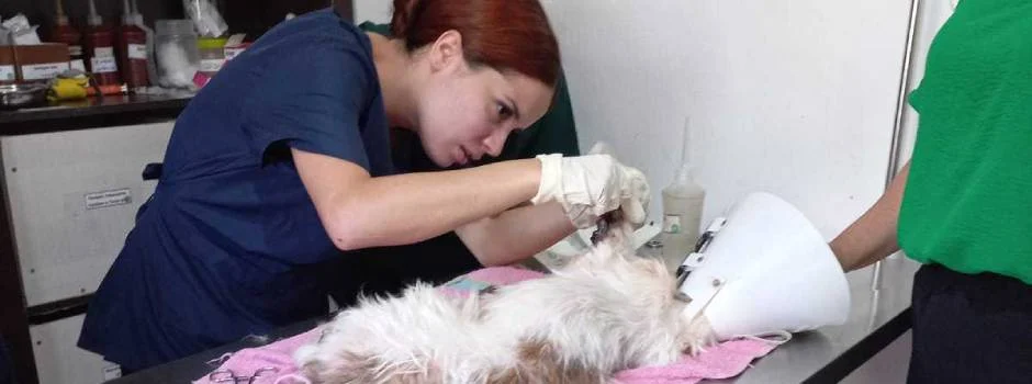 Minas promove parceria para vacinação e atendimento médico-veterinário de cães e gatos 1 O Programa Estadual de Saúde Básica Animal consiste na realização de atendimento médico-veterinário básico aos animais de rua