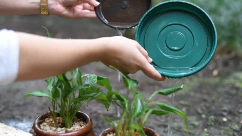 Confira 10 passos para eliminar focos do mosquito da dengue