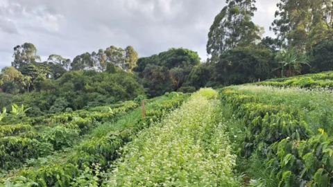 Regional da Emater em Uberaba estimula o uso de plantas de cobertura nas lavouras de café