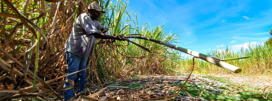 O cultivo mineiro de cana-de-açúcar em 2023 impactou em um crescimento de 20% na geração de empregos no setor em comparação com 2022