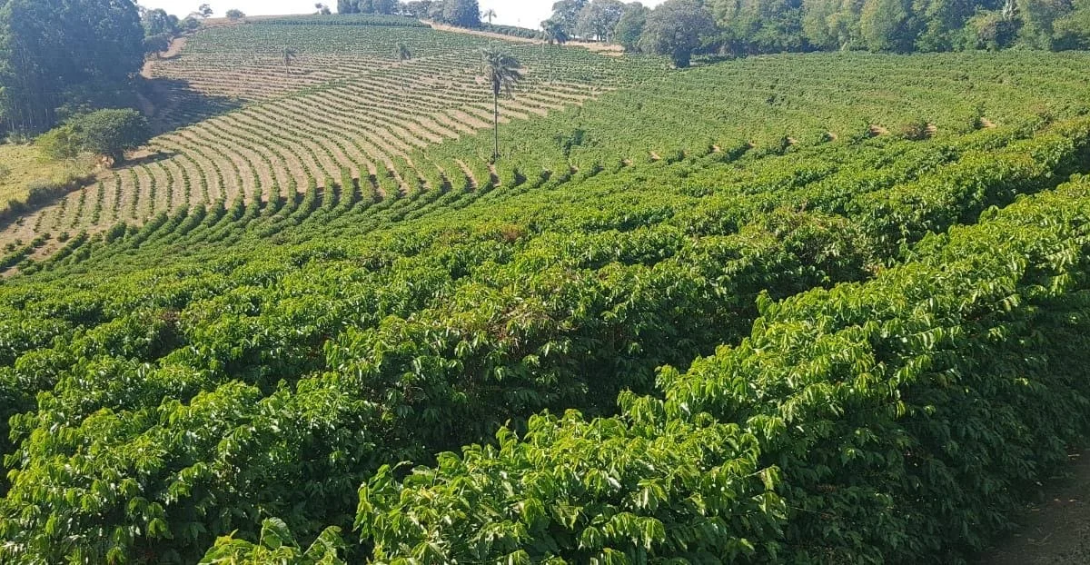 Certifica Minas Café garante a qualidade da produção de mais de 900 cafeicultores em 2023 1 Mais de 900 propriedades da cafeicultura mineira renovaram ou conquistaram a certificação por meio do Programa Certifica Minas Café