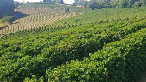 Certifica Minas Café garante a qualidade da produção de mais de 900 cafeicultores em 2023 4 Certifica Minas Café garante a qualidade da produção de mais de 900 cafeicultores em 2023