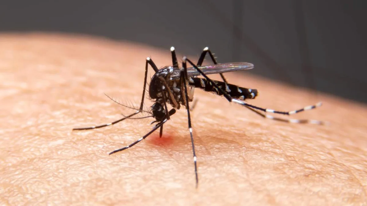 Dengue: Prefeitura de Belo Horizonte decreta situação de emergência 1 A medida é resultado da epidemia de dengue e outras arboviroses na capital mineira