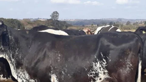 Governo de Minas lança consulta pública sobre legislação para subprodutos de origem animal não comestíveis