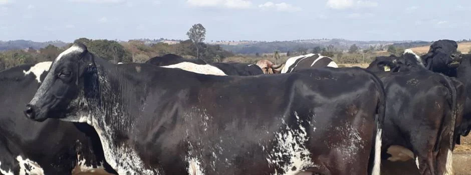 Os estabelecimentos que manipulam subprodutos de origem animal não comestíveis, como couro, chifres e escamas precisarão, em breve, se