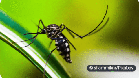 Estado do Rio de Janeiro decreta epidemia de dengue