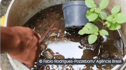 Sobe para 17 o número de mortes por dengue no estado de São Paulo