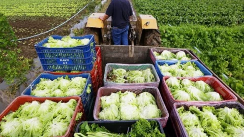 Programa repassa alimentos da agricultura familiar para famílias em vulnerabilidade nutricional